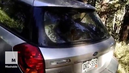 This bear somehow got stuck inside a car