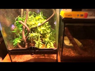 Jackson's Chameleon Pet Care and Information
