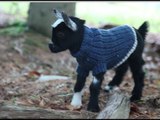 Tiny Goat Triplets Explore Farm With Their Mother