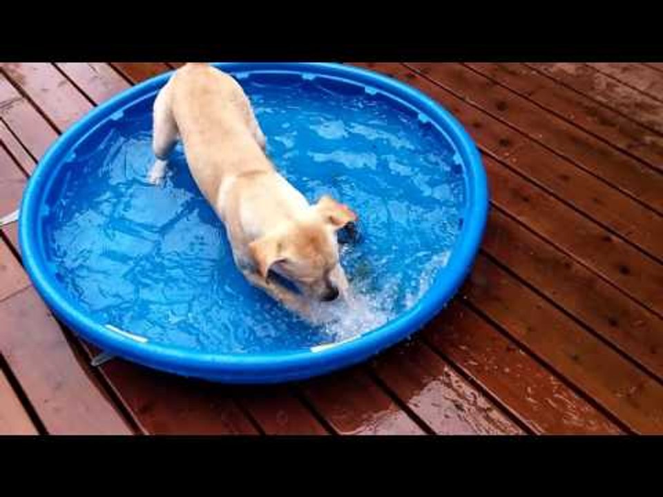 Excited Puppy Enjoys New Water Pool