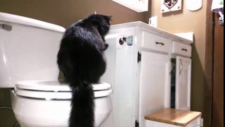 when Cat on the bathroom IWhy you should keep your cat out of the bathroom