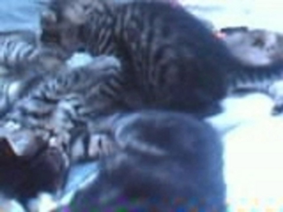Chatons_18072007