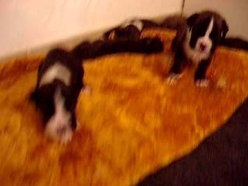 Chiots de U'Cocoon