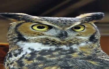 양방배팅법 바카라추천사이트 SuperCar777。com 가입코드6623 두폴더양방배팅