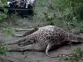 Hyena Eating Giraffe 2: More Guts, More Glory