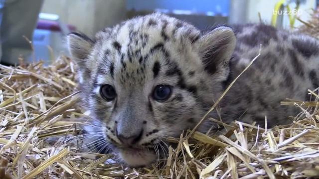 Cute Baby Leopard Needs A Name