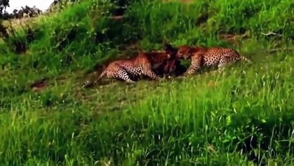 12 CRAZIEST Animal Fights Caught On Camera - Most Amazing Wild Animal Attacks