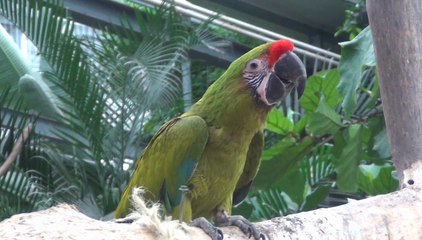 Talent du tourisme 2016 : Biotropica - Région Normandie