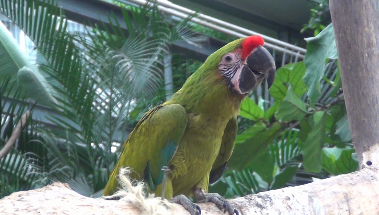 Talent du tourisme 2016 : Biotropica - Région Normandie
