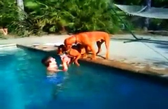 2 chiens pensent que leur maitre se noie... Regardez ce qu'ils vont faire