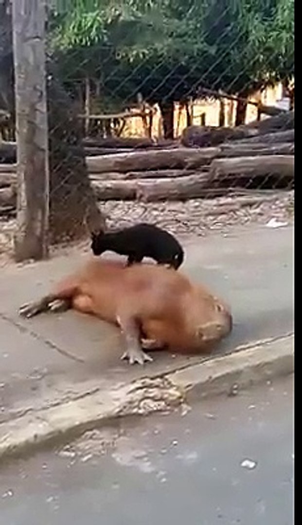 Un Cochon D Inde Geant Et Chat Sont Meilleurs Potes Video Dailymotion