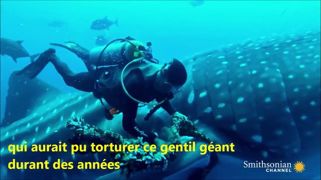 Libération d'un requin baleine aux prises avec un filet dérivant