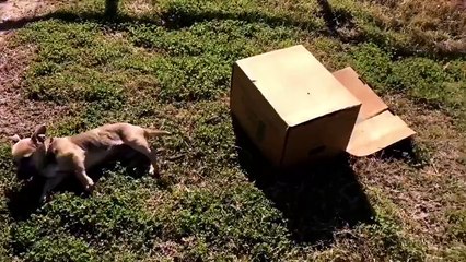 Ce cycliste trouve un chien abandonné et le recueille!
