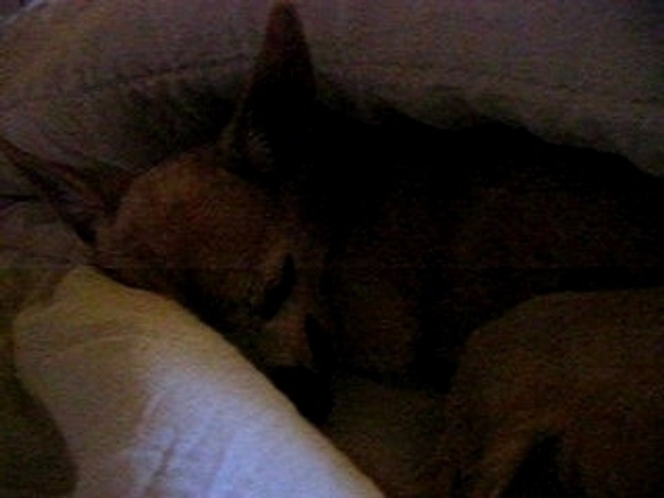 RATOUNE QUI FAIT SON GROS DODO