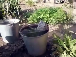 Ce chat prend un bain dans un pot de fleur