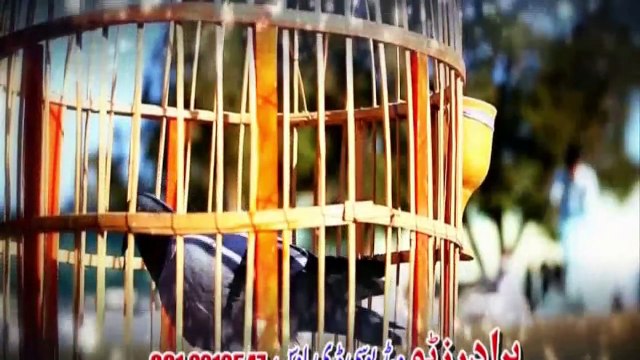 Nadia Gul - Pashto New Songs 2016 - Hussan Lajawab Laram - Album Yaara Musfara