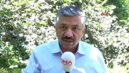 Ordu Fındık İşçilerine ?rekolte Düşük, Bahçe Bulmadan Gelmeyin? Uyarısı