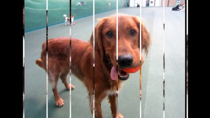 Dog Daycare San Diego