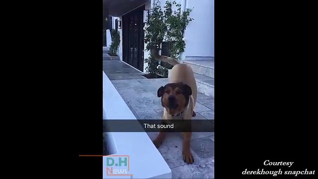 Derek Hough playing with Romie after Move Interactive - July 14, 2016