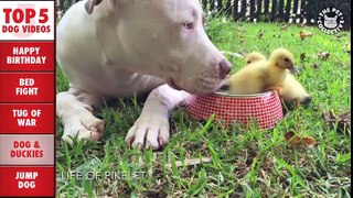 Incredible Dog Videos of the Week Compilation 2016
