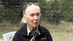Conservationist Jane Goodall visits Kenyan chimp sanctuary