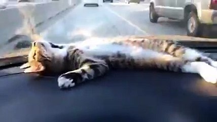 un Chat pas Comme les Autres