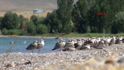 Van Gölü'nde Martıların Yaşam Mücadelesi