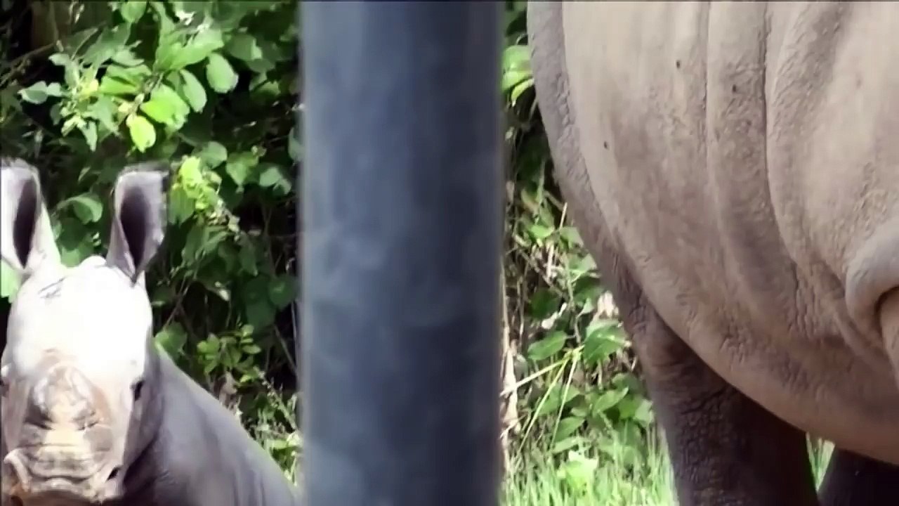 Incroyable naissances au zoo d'Amnéville !