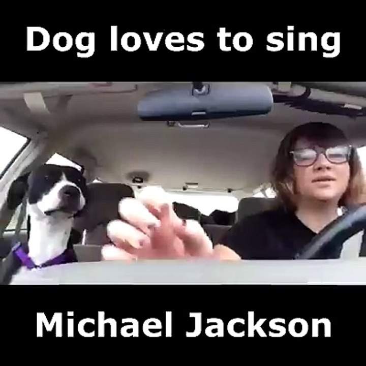 Dog loves to sing Mickael Jackson