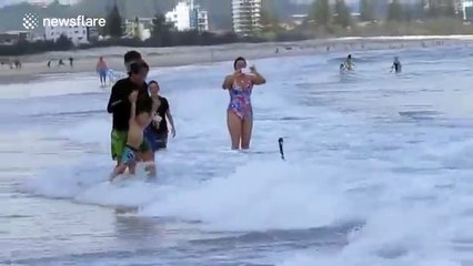 'Surfing' black swans on Australian beach