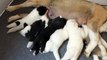 Chiots akita américain du sixième sens 15 jours