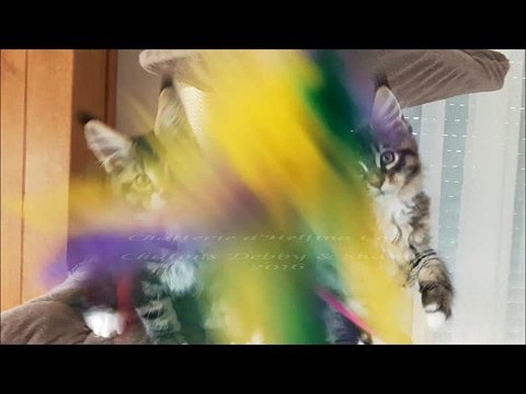 Helfina coons : CHATONS maine coon DEBBY 2016