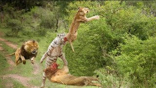 Lion vs Tiger Real Fight 2016 | Lion vs Tiger Best Attack Compilations