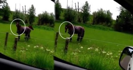 Metal Müzik Duyunca Dayanamayıp Dans Eden At Büyük İlgi Çekti