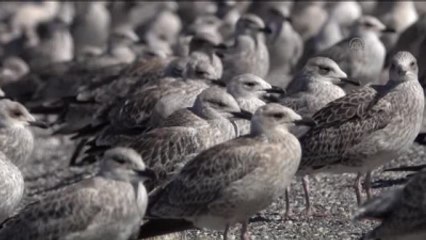 Adır Adası'ndaki Martı Ölümleri Mercek Altına Alındı