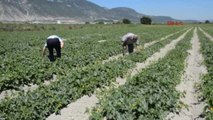 Manisa Tüketiciye Kırkağaç Kavunu Uyarısı-2