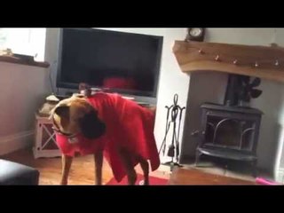 Gentle Dog Perturbed to Find a Little Bird on His Back