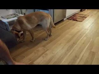 Adorable Labrador Ignores Owner Until Food Is Mentioned