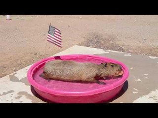Capybara Celebrates 4th of July With Watermelon in the Pool