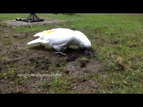 Creative Cockatoo Enjoys Gardening Her Own Way