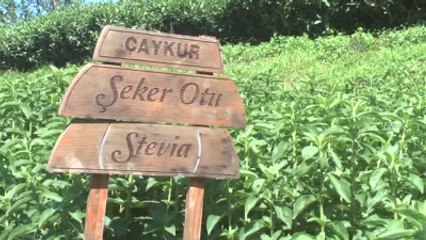 Çaykur'da Bu Yılın İlk "Stevia" Hasadı Yapıldı