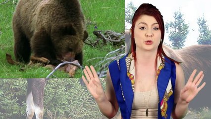 Top 10 Craziest Animal Fights Caught On Camera