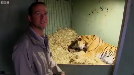 Download Video: Une maman tigre donne naissance à son bébé au zoo mais le petit semble avoir des problème de respiration... Heureusement maman est là