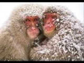 Amazing Snow Monkeys | Full Documentary HD
