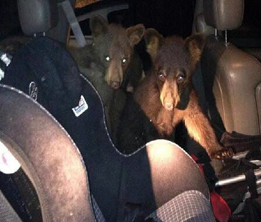 Colorado Bear In Car