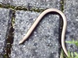 Blindschleiche