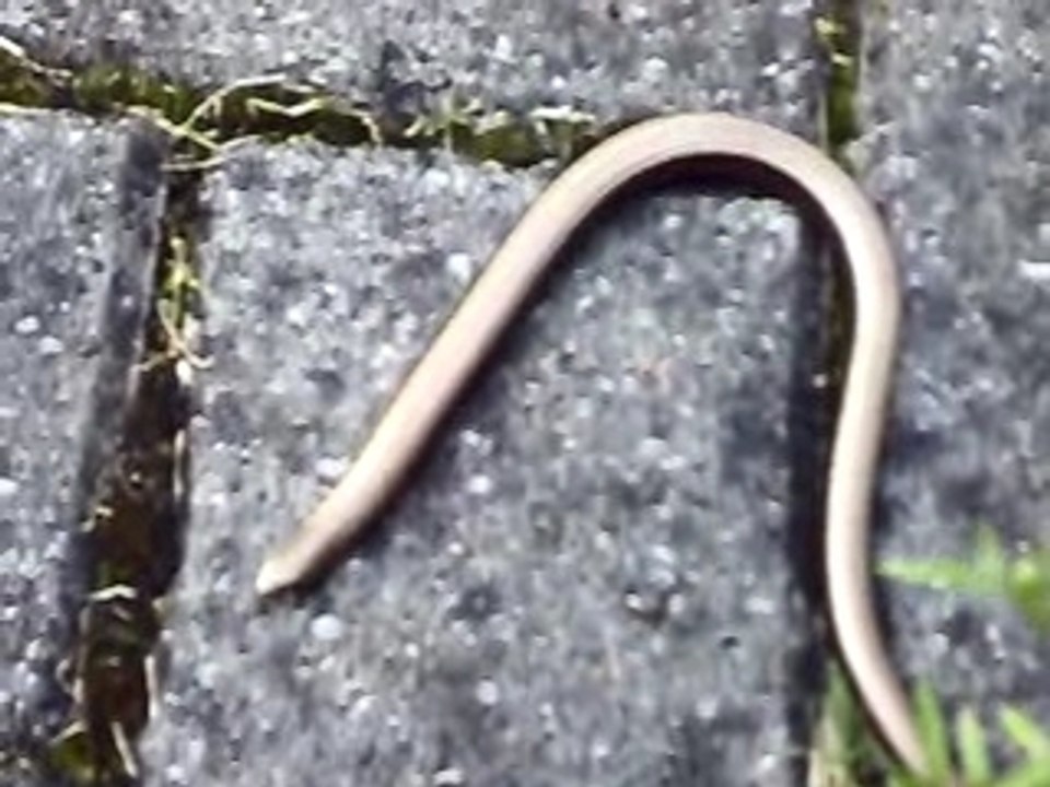 Blindschleiche