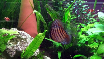 mes Discus