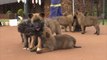 توظيف كلاب مدربة لخدمة البشر بجنوب أفريقيا