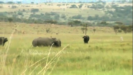 Rhino Battle in South Africa